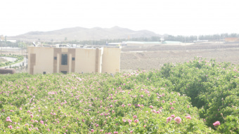 Essential Oils Research Institute