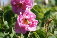 آغاز برداشت گل محمدی پژوهشکده اسانس